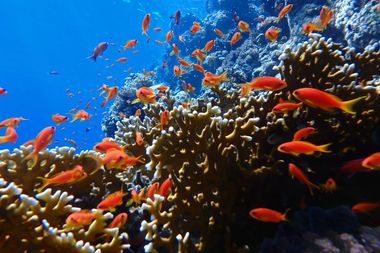 St. Johns Reef