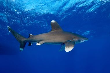 oceanische witpuntrifhaai