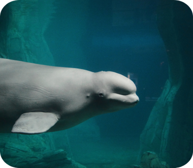 Beluga