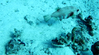 pufferfish