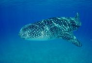 Whale shark swimming underwater, displaying its distinctive white spots and blue backdrop.