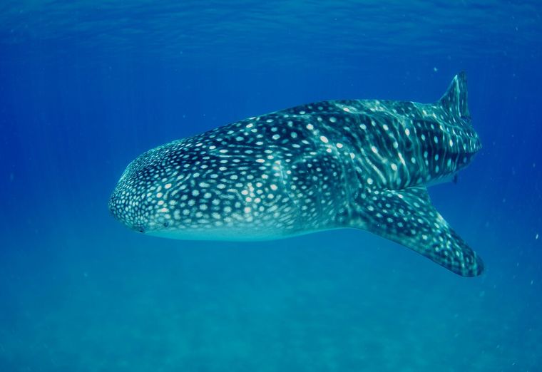 Whale shark swimming underwater, displaying its distinctive white spots and blue backdrop.