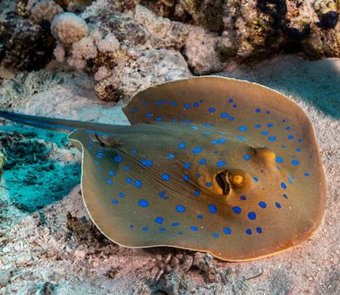 Blue Spotted Stringray