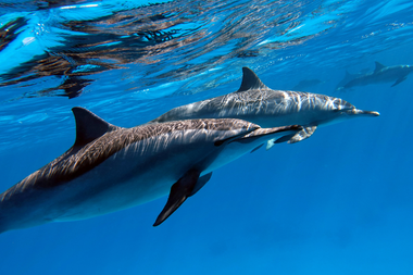 Dolphin House