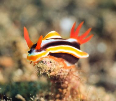 Nudibranche