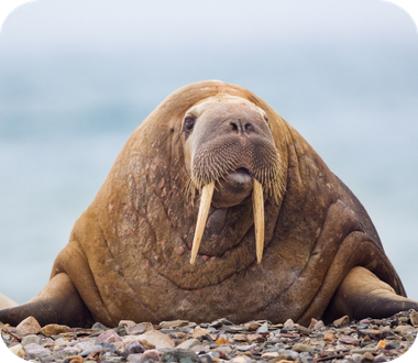 Walrus