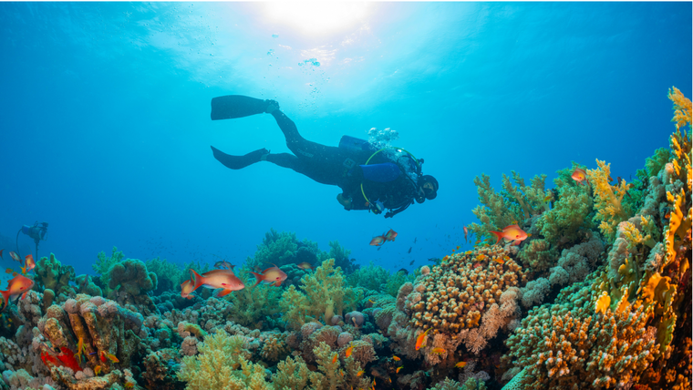 Scuba diver exploring colorful coral reef with vibrant fish swimming nearby under clear blue water.