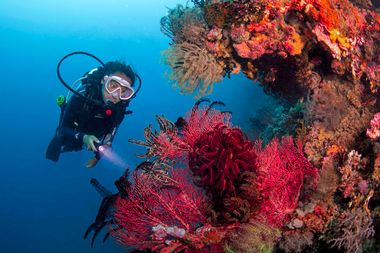 Scuba diver exploring vibrant coral reef with red and orange corals, under clear blue water, holding a flashlight.