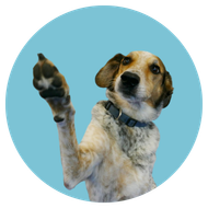 Hond steekt poot op tegen een ronde blauwe achtergrond.