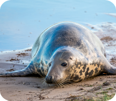 Grey Seal