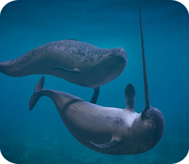 Narwhal