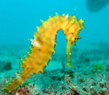 Zeepaardje