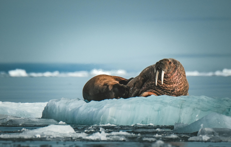 Hoofdfoto blog artic