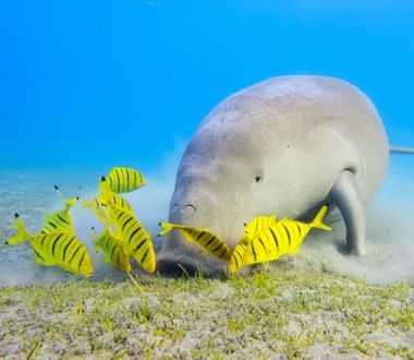 Dugong