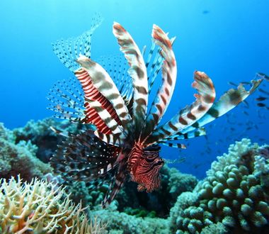 Lionfish