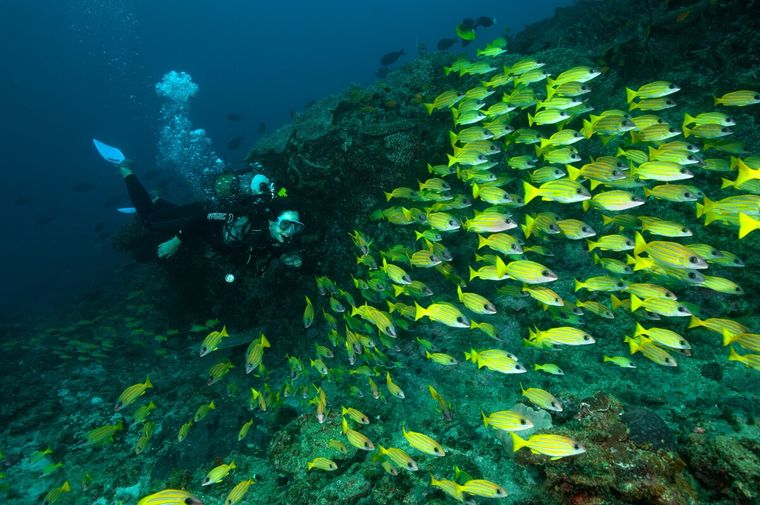 Scuba diver swimming near a large school of yellow fish over a coral reef.
