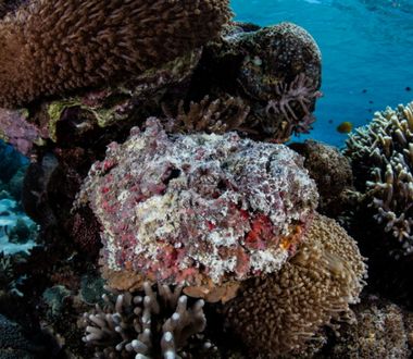 Stonefish