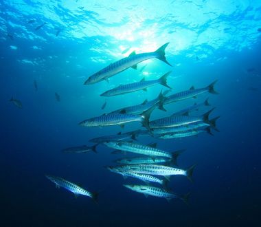 Barracuda